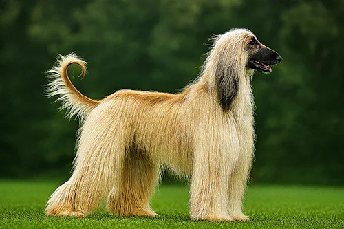 Afghan Hound