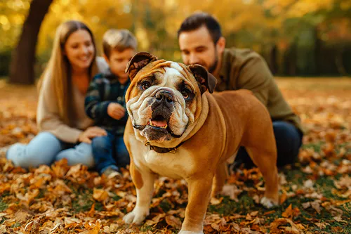 Bulldog